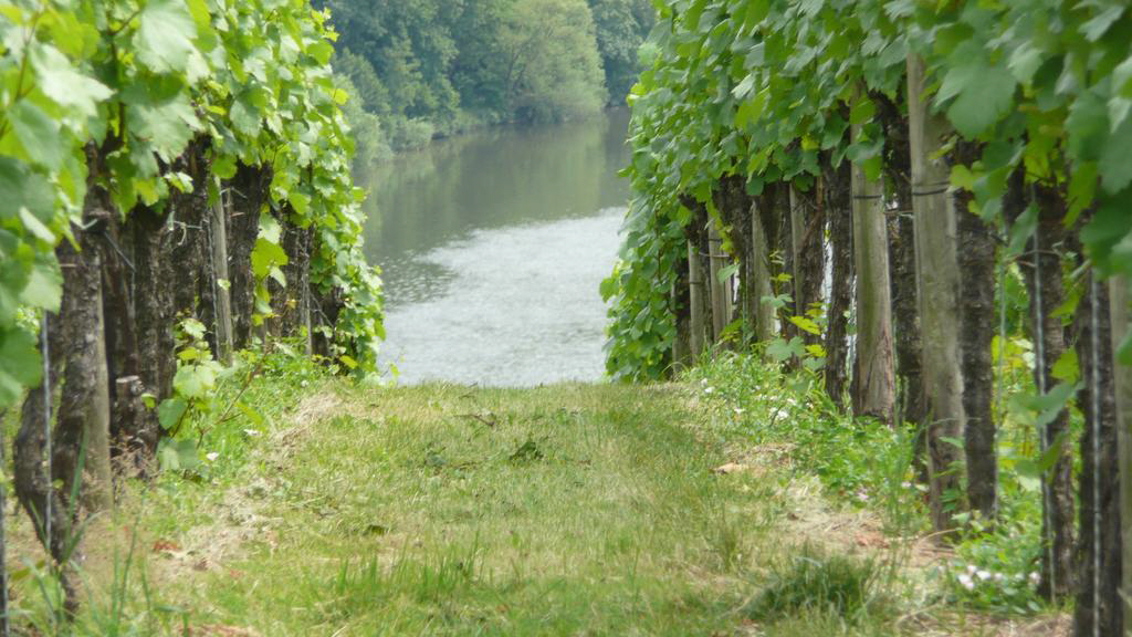 Blick durch den Weinberg auf den Neckar bei Kirchheim